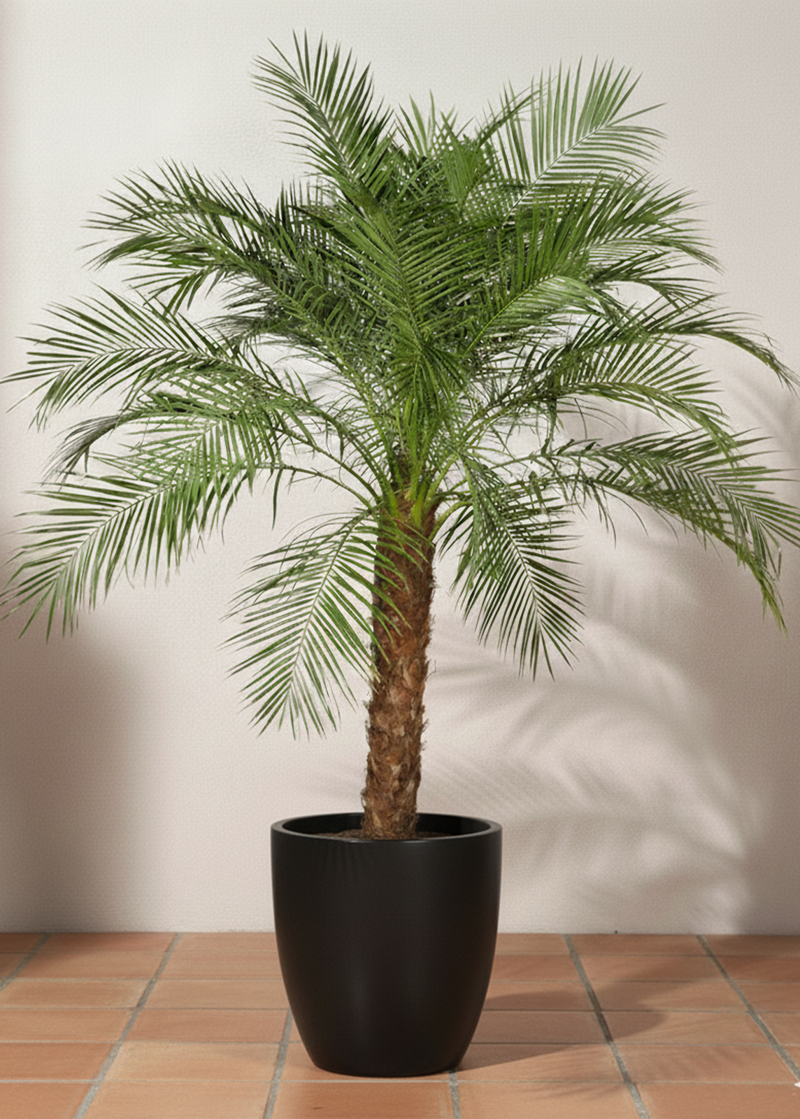 Phoenix Palm | Date Palm