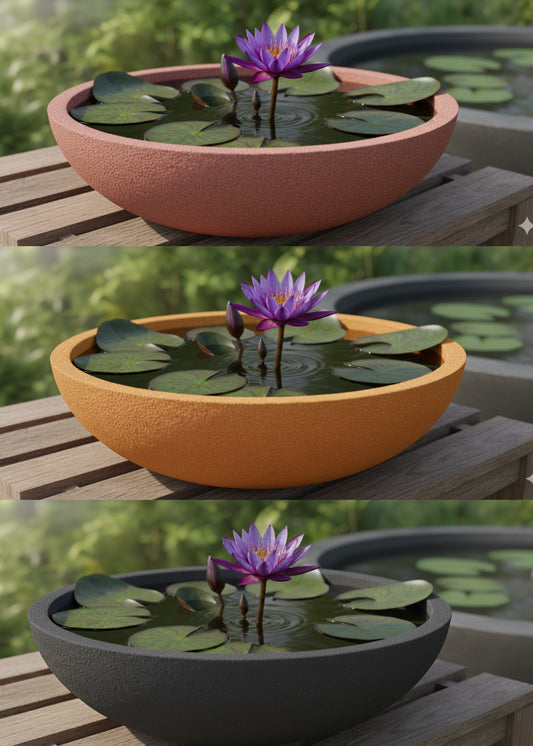 King of Siam Water Lily | Nymphaea