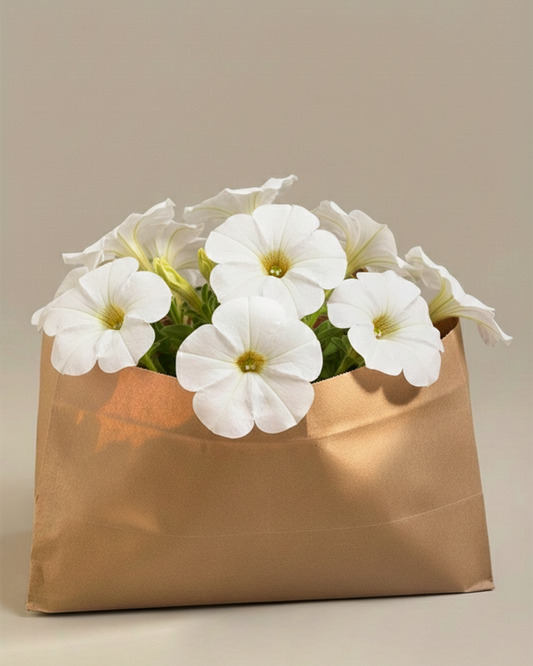 Petunia | Flowering Outdoor Plants