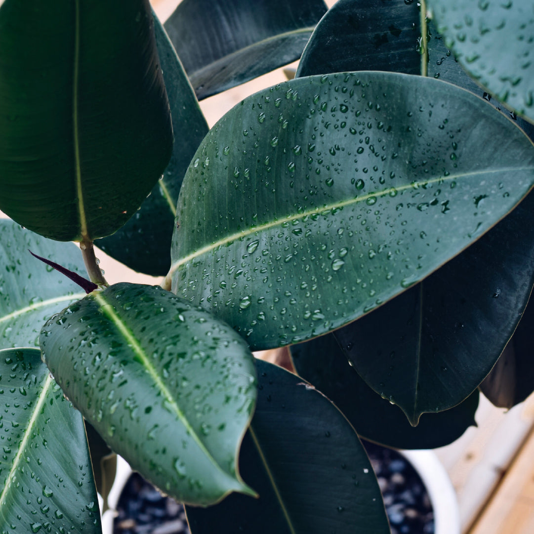 Rubber Plant - Ficus Elastica ‘Abidjan’