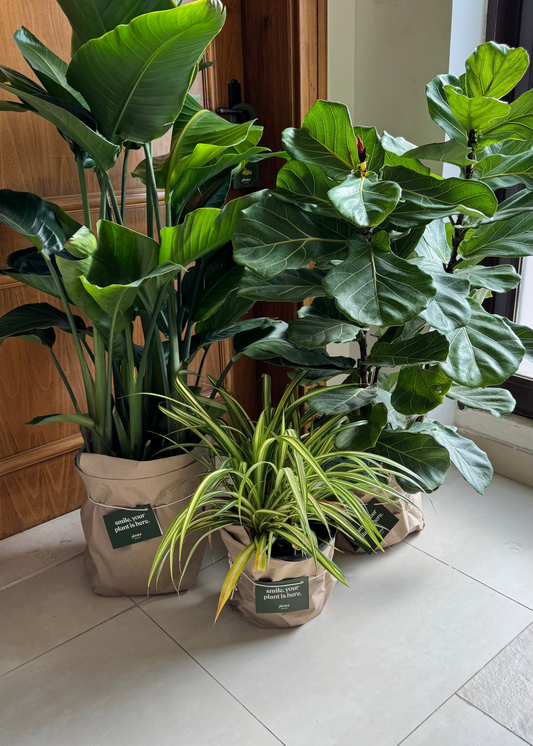 Premium Large Indoor Plant Collection - Spider Plant, Bird of Paradise & Fiddle Leaf Fig | Statement Plants Bundle