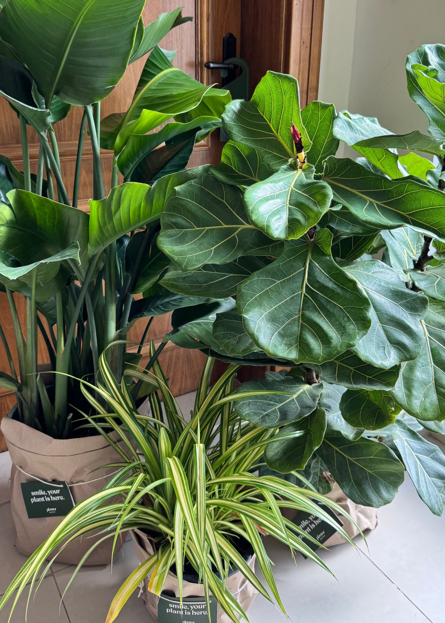 Premium Large Indoor Plant Collection - Spider Plant, Bird of Paradise & Fiddle Leaf Fig | Statement Plants Bundle