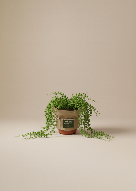 Potted plant on a beige background