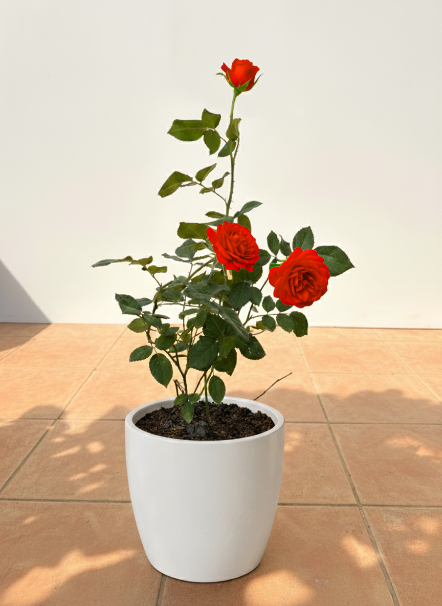 Rose Plant | Classic Garden Beauty
