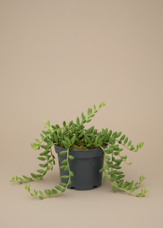 String of Bananas | Senecio Radicans
