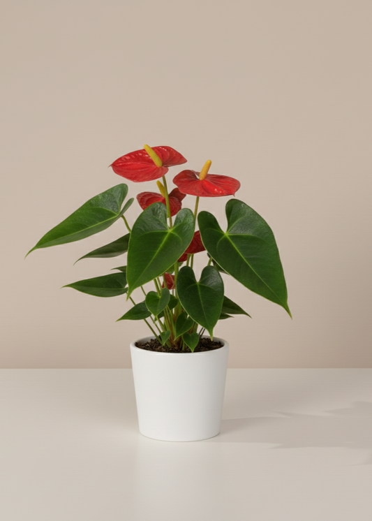 Potted plant with red flowers and green leaves on a beige background