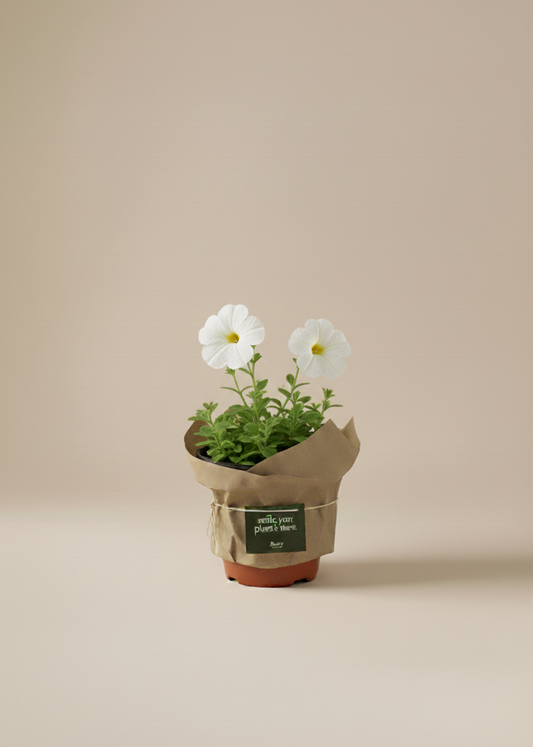 Small potted plant with white flowers on a beige background