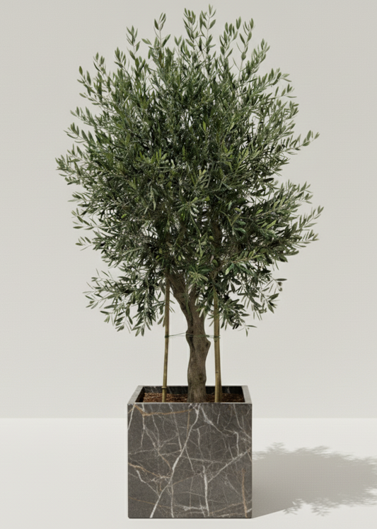 Potted olive tree with a gray marble-like planter on a white background