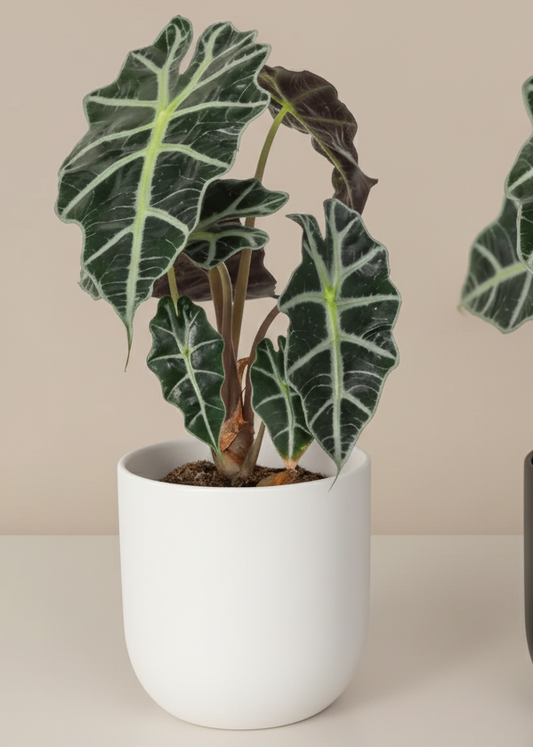 Two potted plants with large green leaves in white and black pots on a beige background