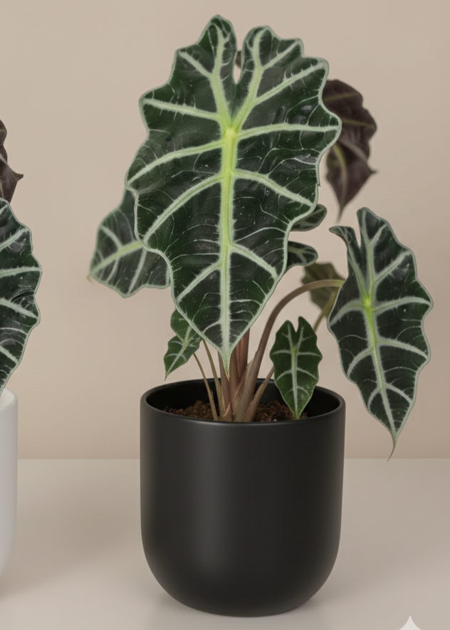 Two potted plants with large green leaves in white and black pots on a beige background