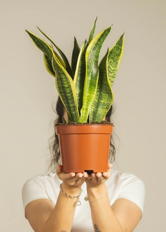 Snake Plant Dracaena (Sansevieria) | Low-Light Friendly, Low-Maintenance Indoor Plant