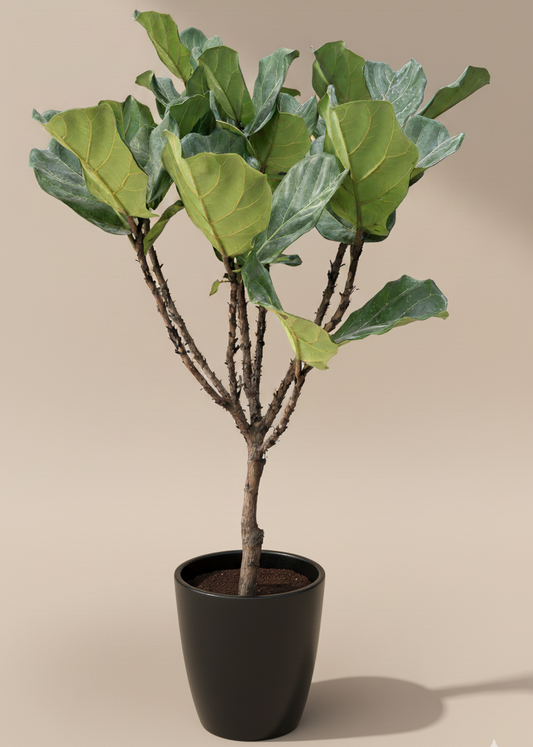 Potted plant with large green leaves on a beige background