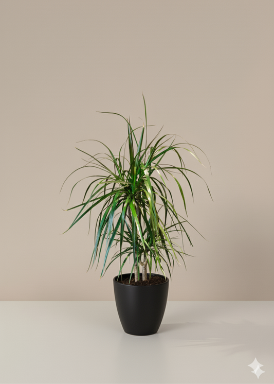 Potted plant on a white surface with a beige background
