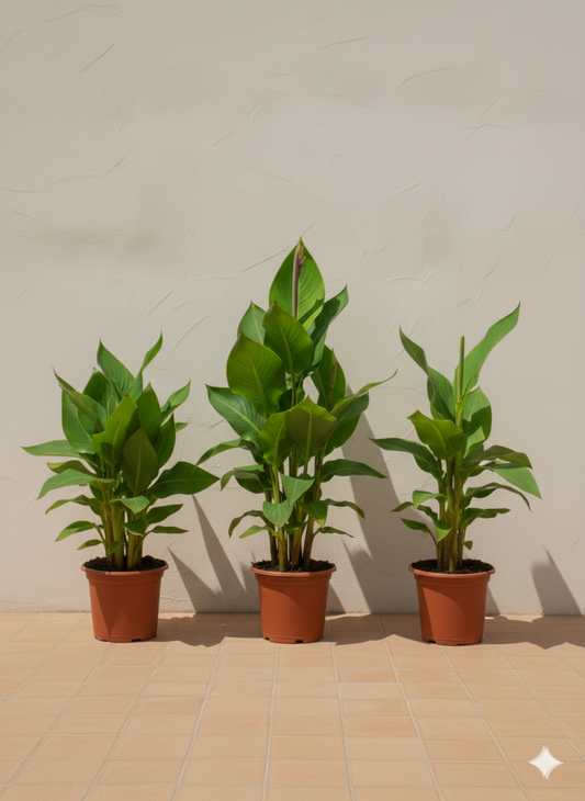 Canna Green (Canna Indica)