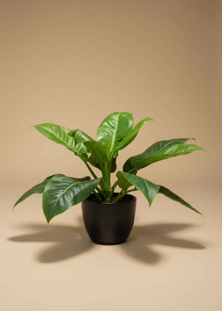 Philodendron Imperial Green | Self-Heading Philodendron Green