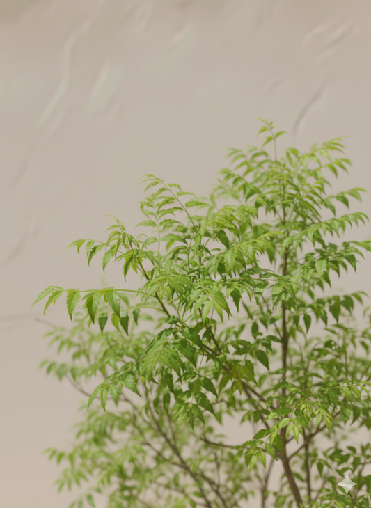 Neem Tree (Azadirachta indica)