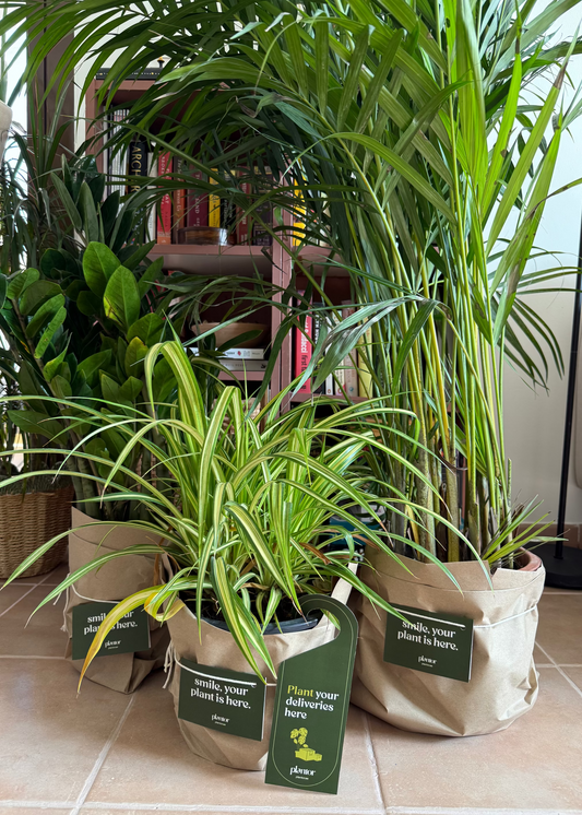 Indoor Plant Trio Bundle - Spider Plant, Areca Palm & ZZ Plant | Air Purifying House Plants Set with Care Guide