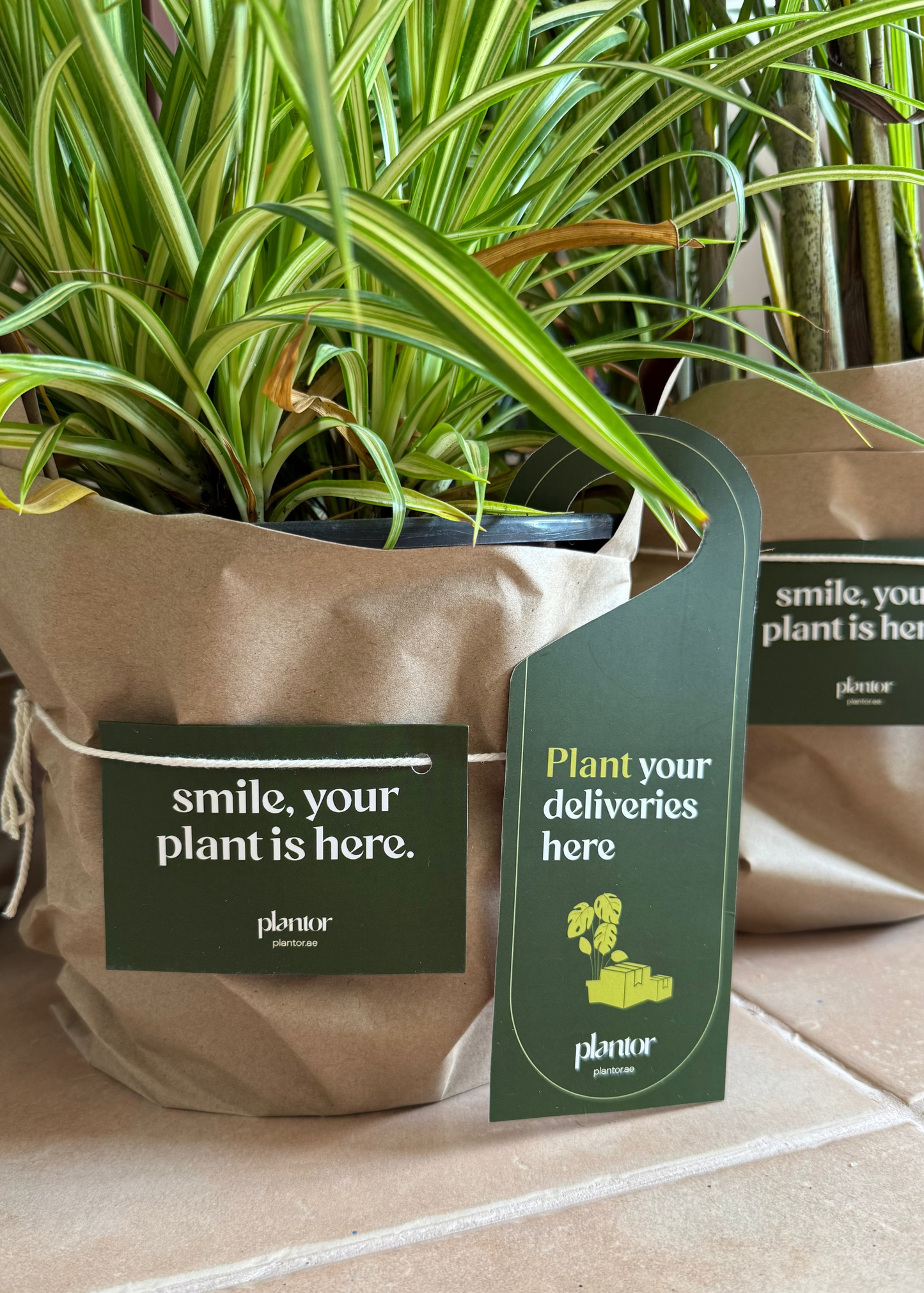 Indoor Plant Trio Bundle - Spider Plant, Areca Palm & ZZ Plant | Air Purifying House Plants Set with Care Guide