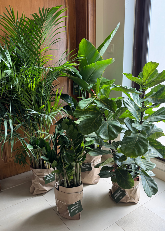 Potted plants in brown pots on a tiled floor near a window.