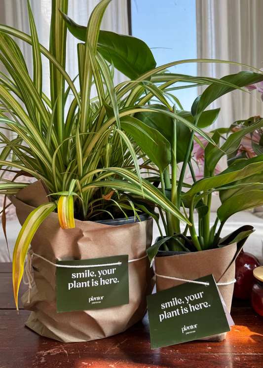 Easy Care Plant Duo - Spider Plant & Baby Bird of Paradise | Beginner Friendly Indoor Plants Set