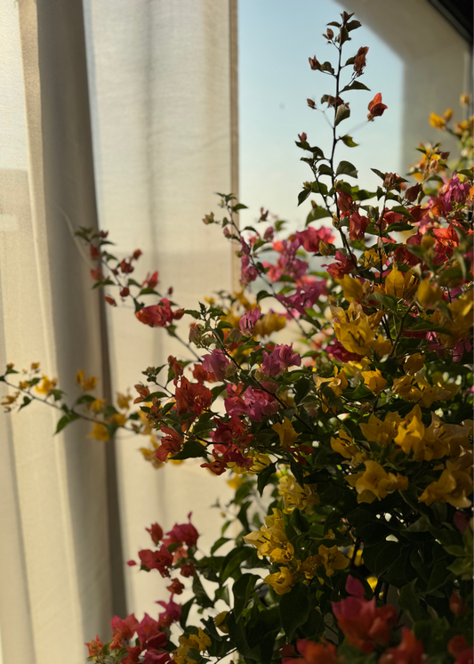 Bougainvillea plant with colorful flowers in front of a window with sheer curtains.