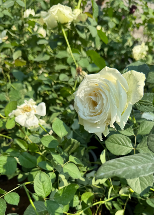 white rose close up