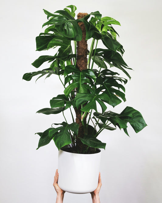 Potted plant held by a hand against a white background
