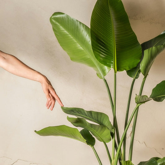 Potted plant with outstretched arms against a plain wall