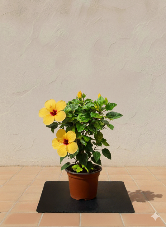 Hibiscus | 30-50 cm