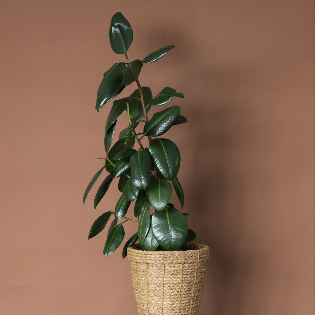 Rubber Plant - Ficus Elastica ‘Abidjan’