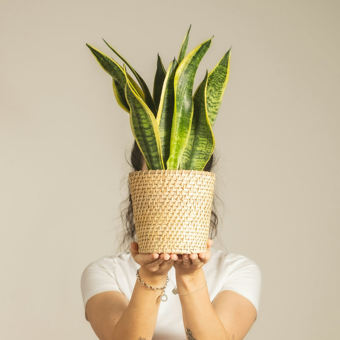 Beat the Heat: 7 Indoor Plants That Thrive in UAE's Climate (And Make Your Home Feel Like an Oasis)