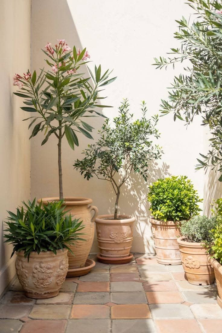 Outdoor plants