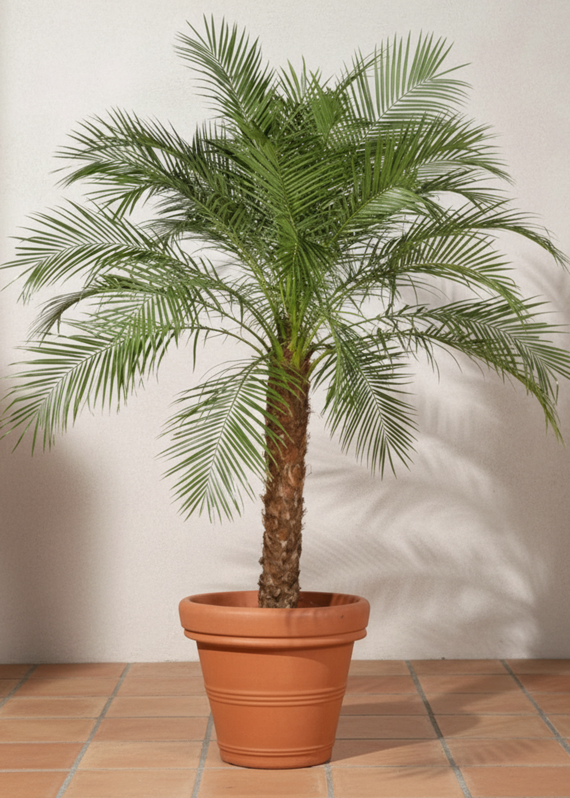 Phoenix Palm | Date Palm