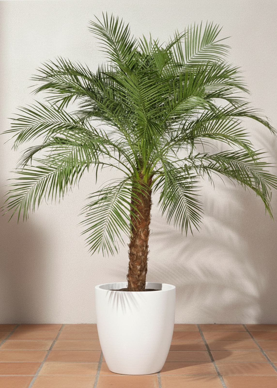 Phoenix Palm | Date Palm