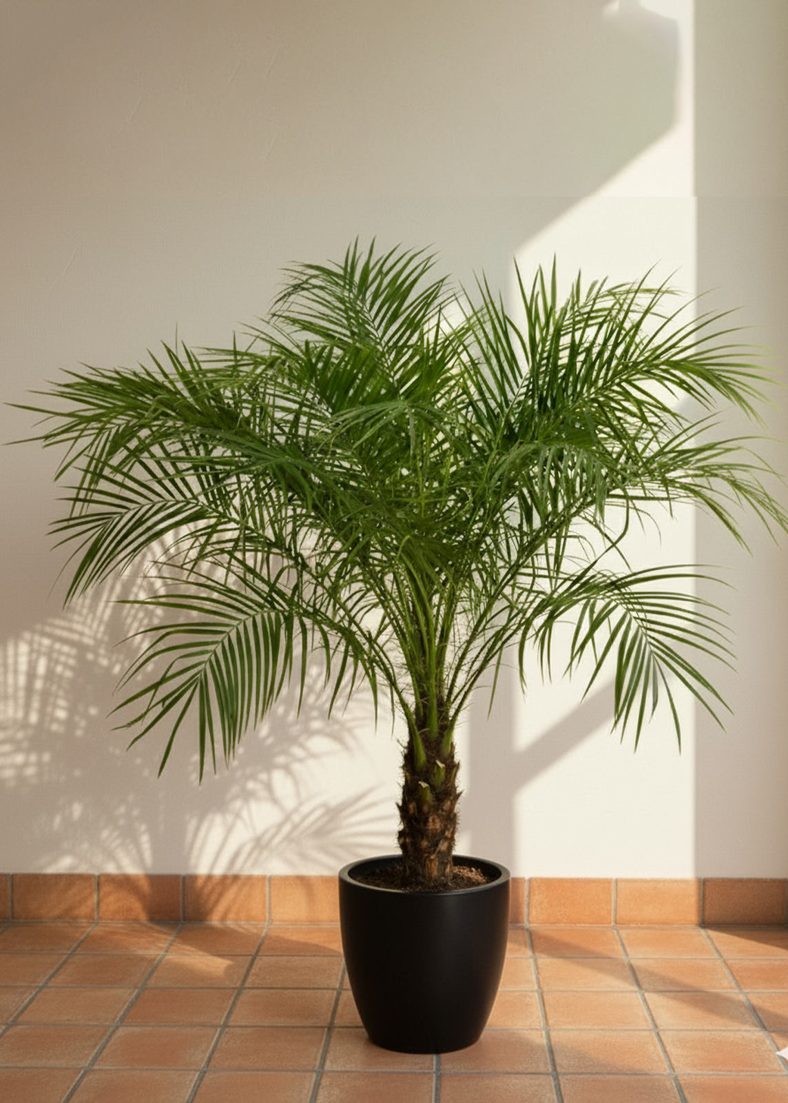 Phoenix Palm | Date Palm