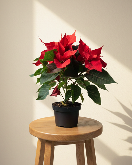 Poinsettia | Christmas Star