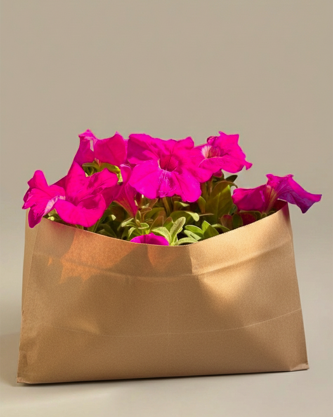 Petunia | Flowering Outdoor Plants