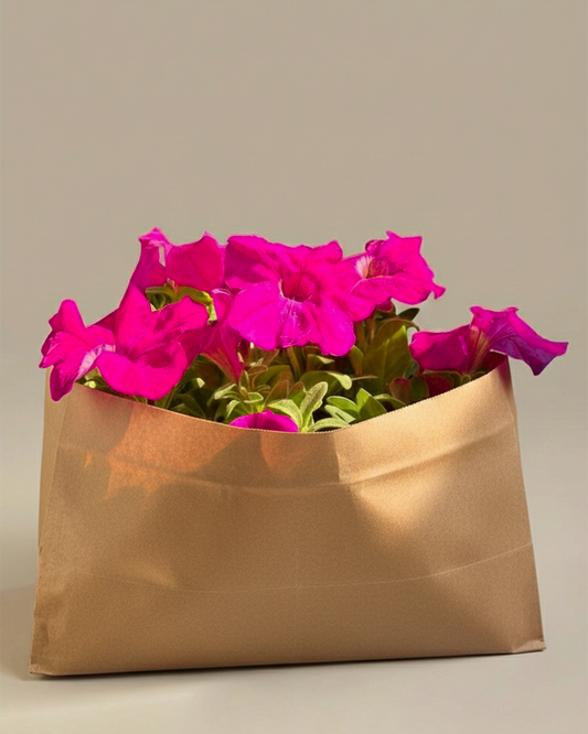 Petunia | Flowering Outdoor Plants