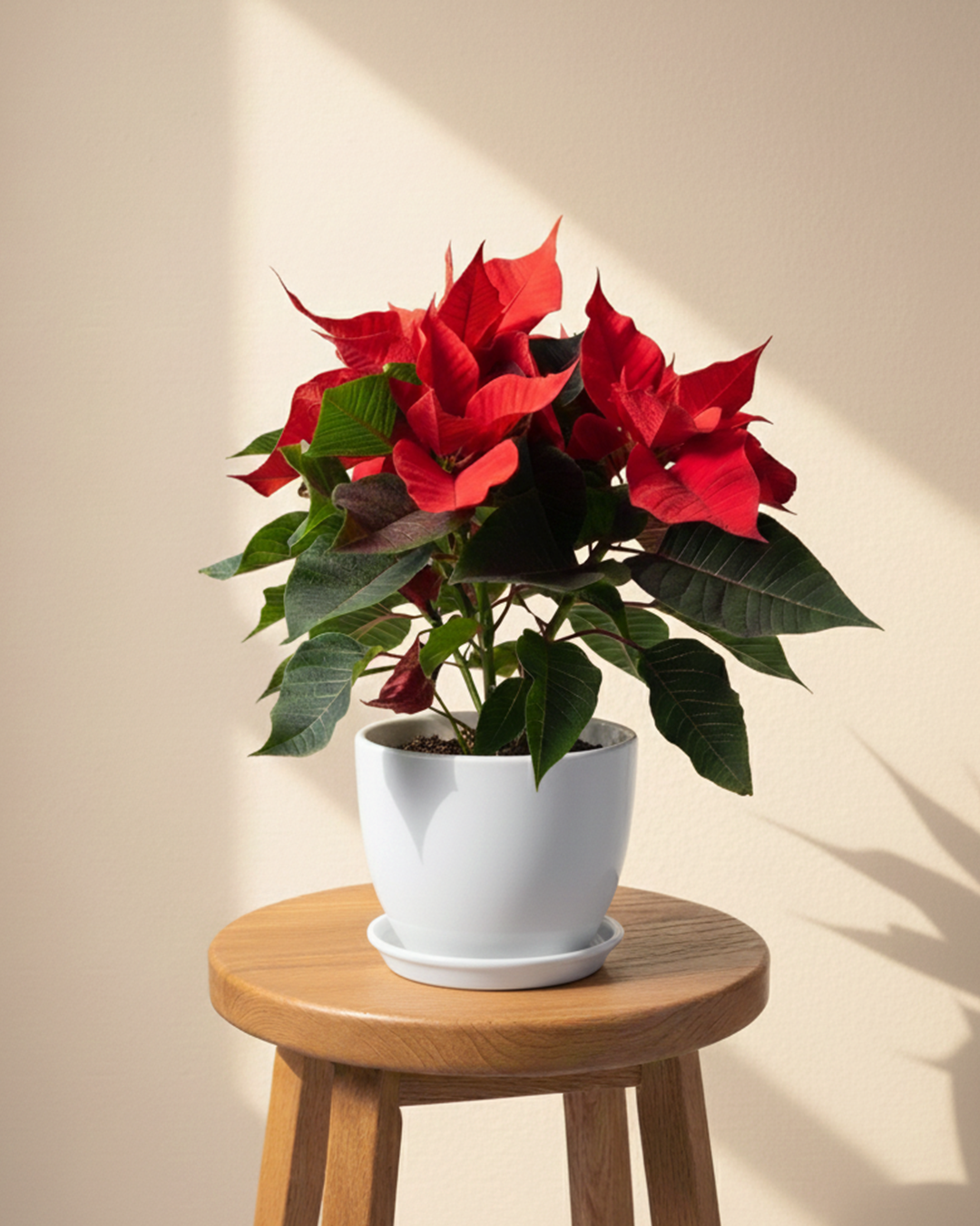 Poinsettia | Christmas Star