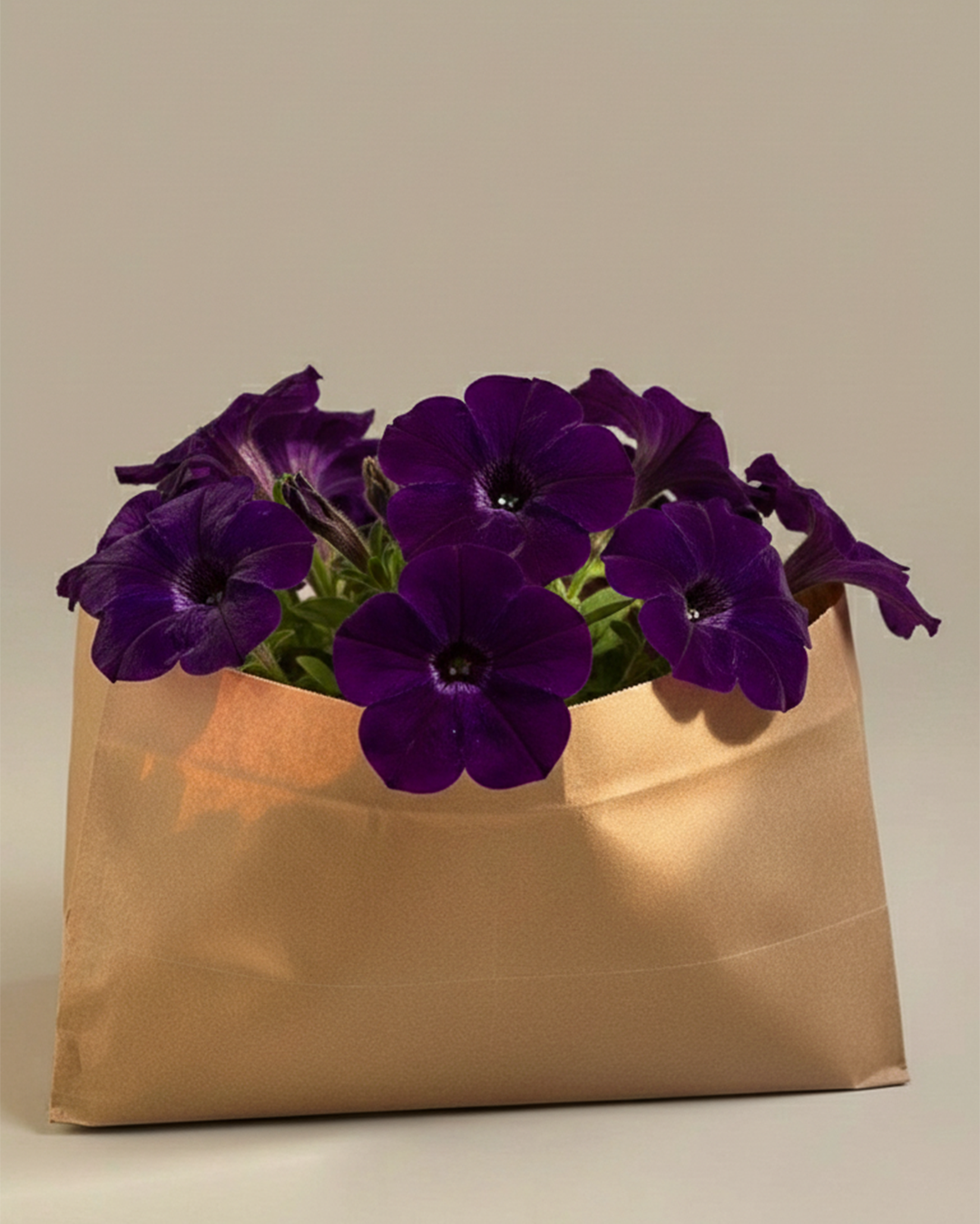 Petunia | Flowering Outdoor Plants