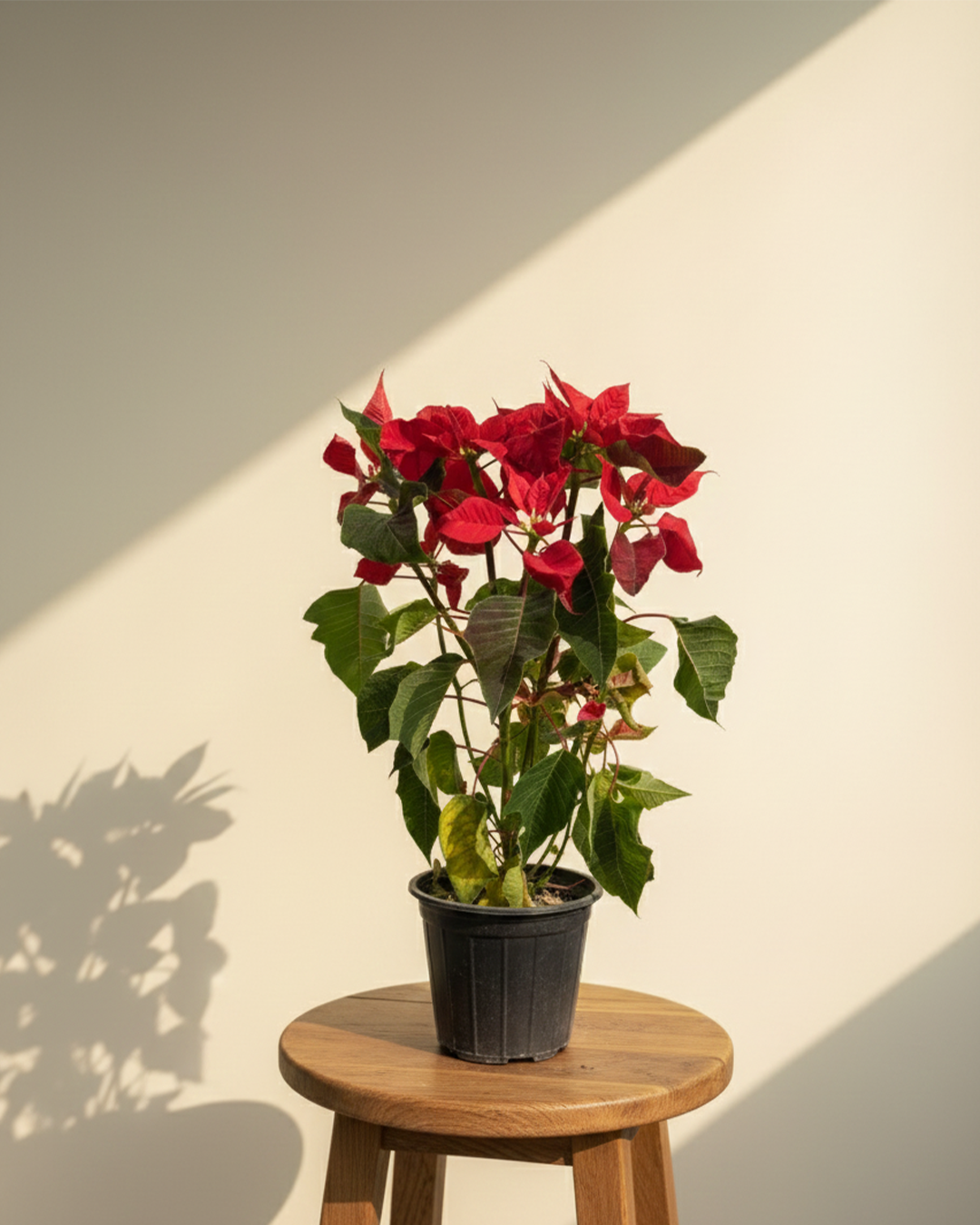 Poinsettia | Christmas Star
