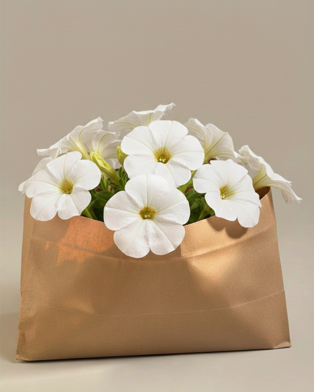 Petunia | Flowering Outdoor Plants