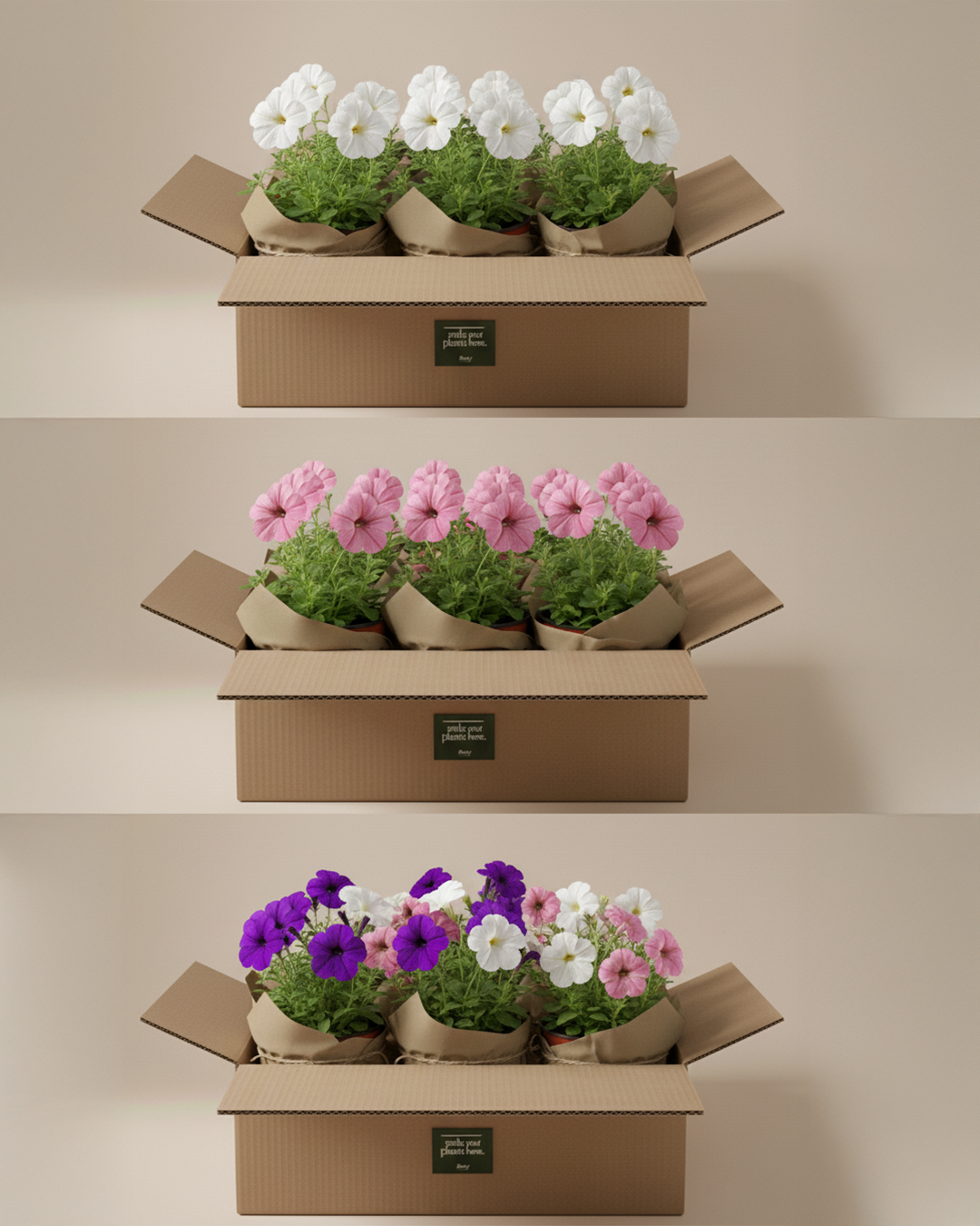 Petunia | Flowering Outdoor Plants