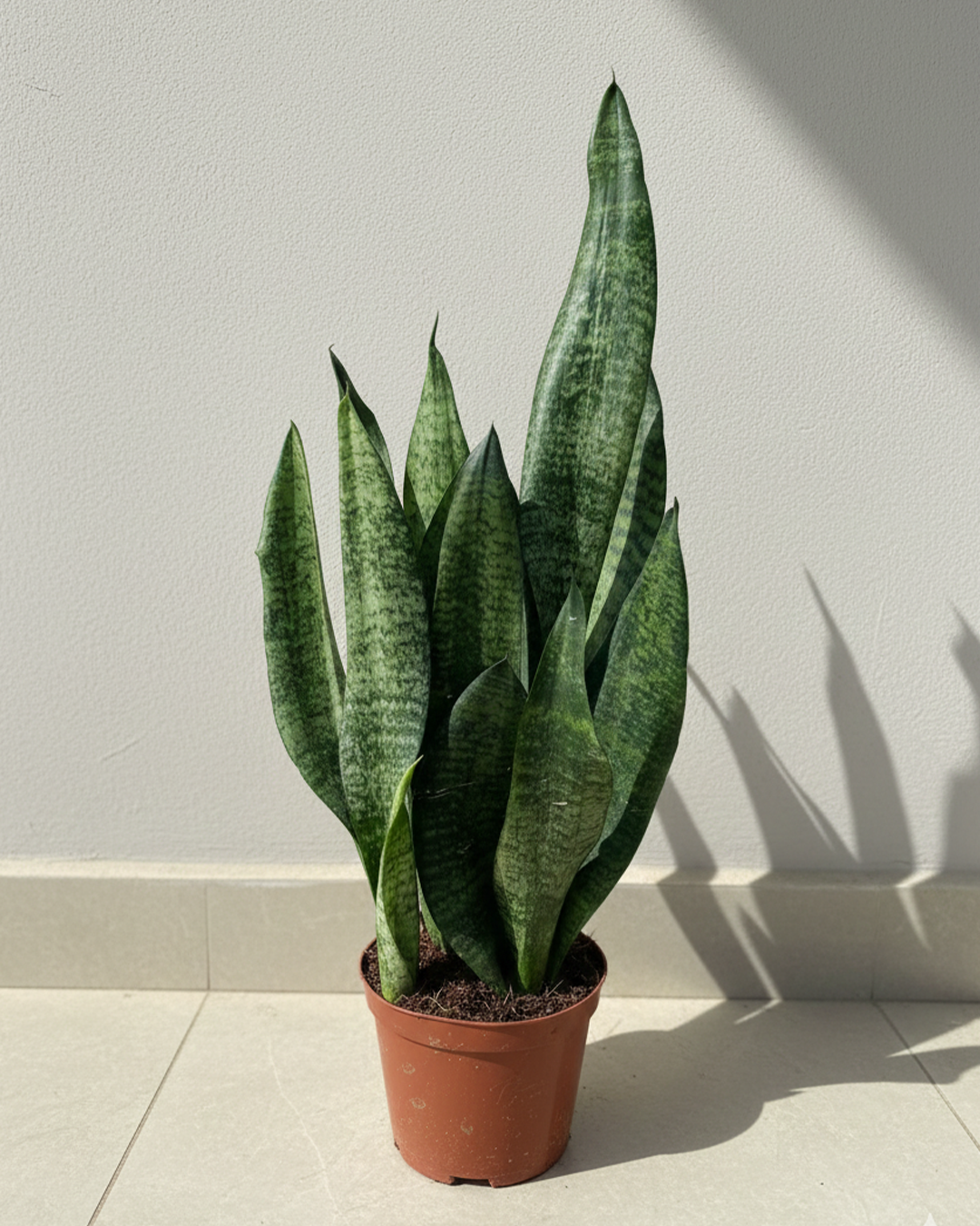 Snake Plant Dracaena (Sansevieria) | Low-Light Friendly, Low-Maintenance Indoor Plant