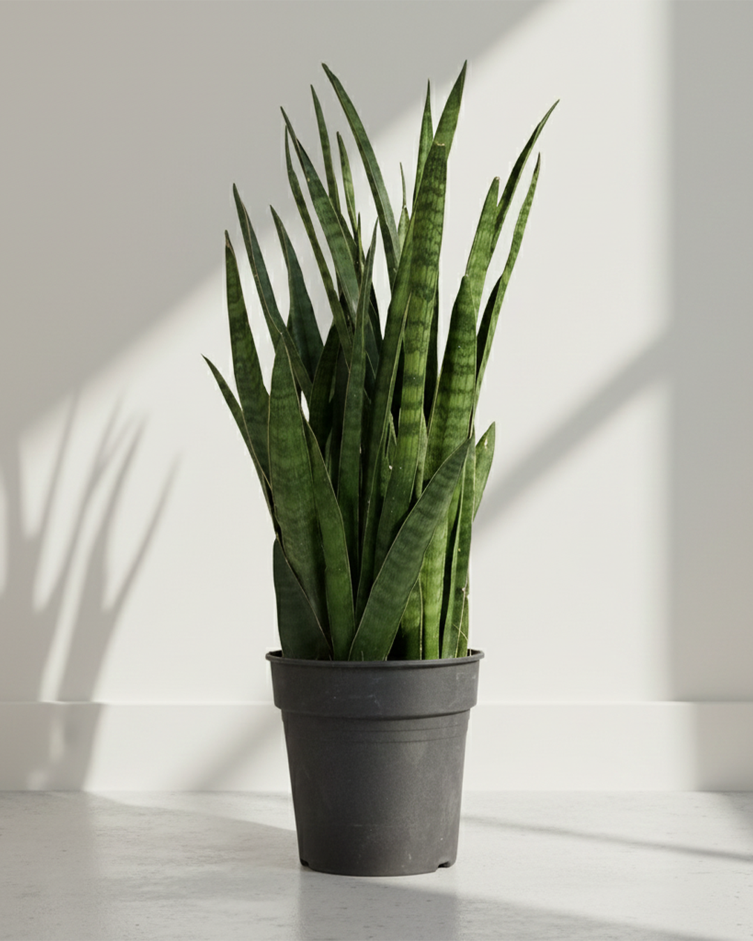 Snake Plant Dracaena (Sansevieria) | Low-Light Friendly, Low-Maintenance Indoor Plant