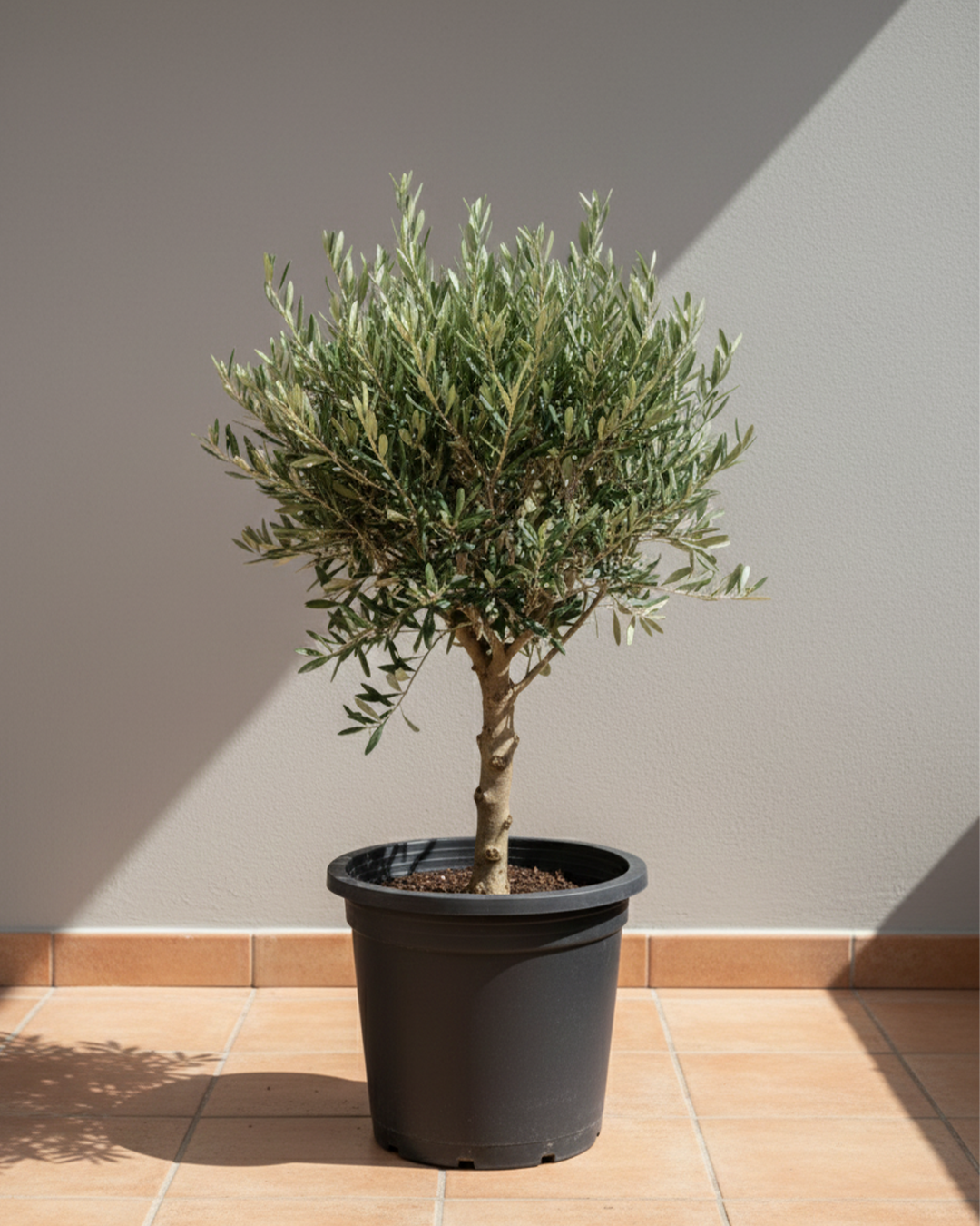 Olive Tree (Olea europaea)