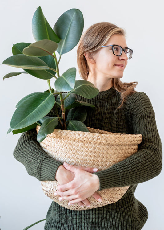Rubber Plant held by a woman 