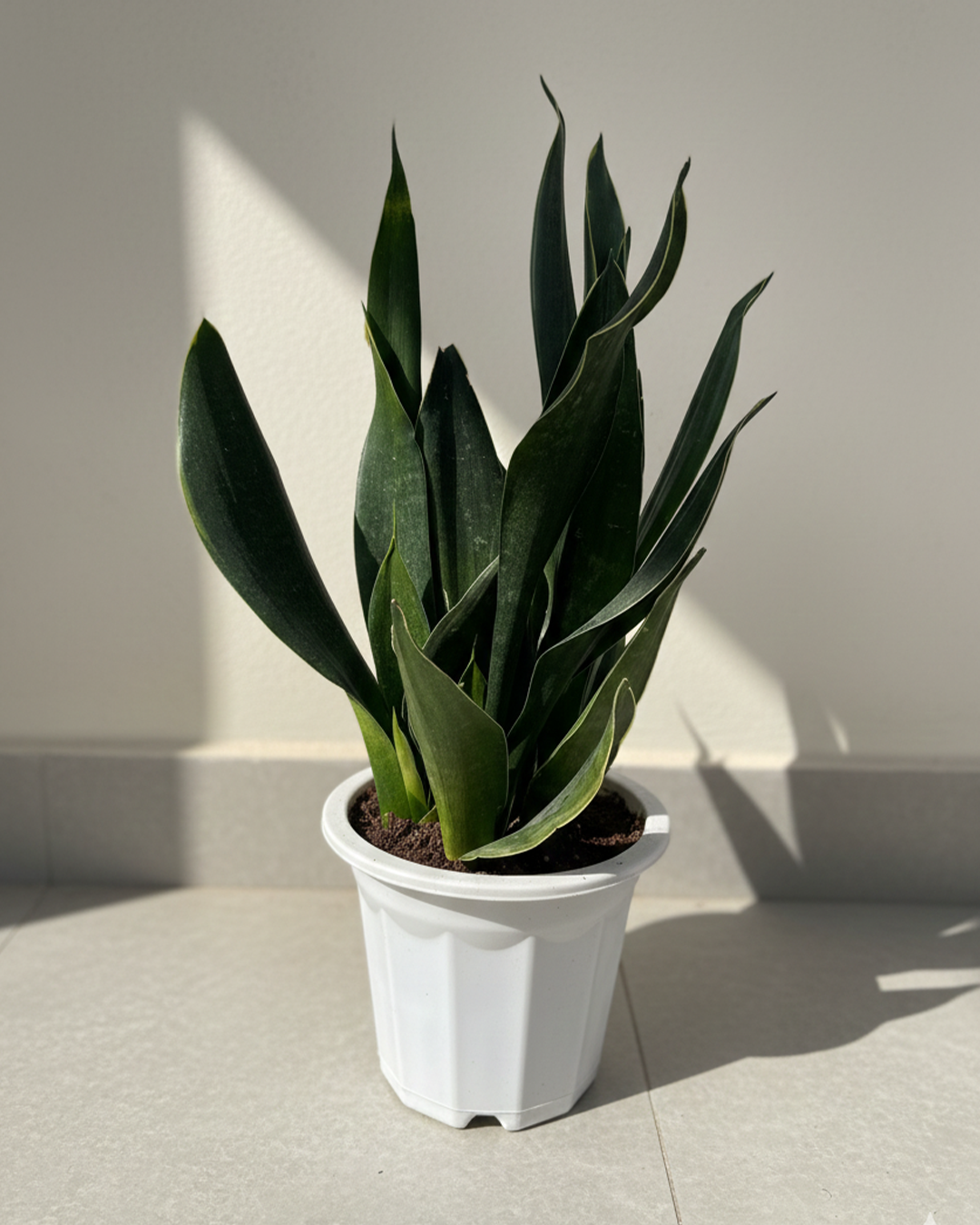 Snake Plant Dracaena (Sansevieria) | Low-Light Friendly, Low-Maintenance Indoor Plant