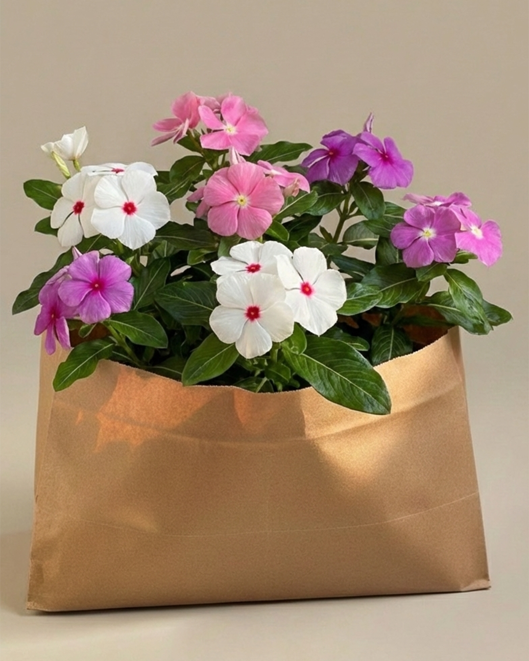 Vinca | Flowering Outdoor Plants
