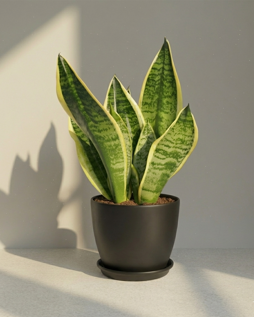Snake Plant Dracaena (Sansevieria) | Low-Light Friendly, Low-Maintenance Indoor Plant